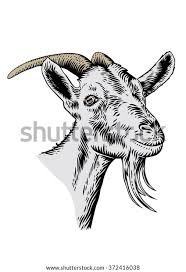 Start your goat by making an ellipse for the head. Images Of Goat Head Drawing