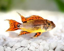 One of the most popular dwarf cichlids in the hobby, apistgramma cacatuoides (also known as the cockatoo dwarf cichlid) is an attractive and interesting addition to smaller community aquarium. Dwarf Cichlids The Trop Company