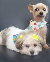 Smokey got a haircut at the groomer today