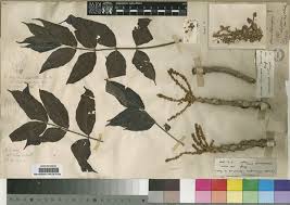 Image result for Lannea schimperi