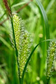 Image result for Cyperaceae