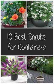 10 Best Shrubs For Containers Potted Plants Outdoor Container Gardening Vegetables Container Plants