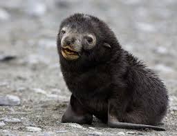 Primal Pull Of A Baby Crying Reaches Across Species New Scientist