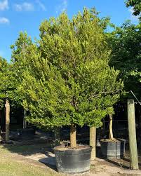 Image result for Eugenia aschersoniana