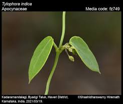 Image result for Vincetoxicum tenuipedunculatum