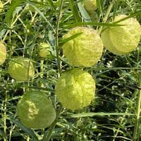 Image result for Gomphocarpus semilunatus