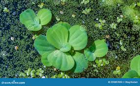 Image result for Wolffia arrhiza