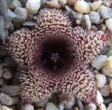 Image result for Huernia volkartii
