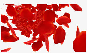 Depends on the flower species. Beach Rose Petal Download Red Rose Petals Falling Png 1000x564 Png Download Pngkit