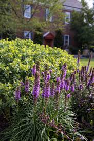 Image result for Megaloprotachne