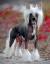 Chi Chi Chinese Crested Chihuahua