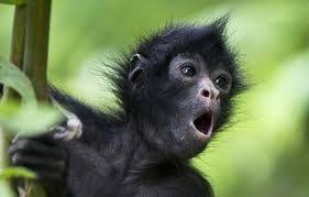 Amazon Rainforest Animals Endangered Rainforest Animals Amazon Animals Endangered Animals