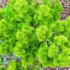 Image result for Asparagus macowanii
