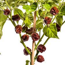 According to the tag, when i bought the plant, trinidad scorpion peppers are 2 million + scoville heat units. Trinidad Scorpion Chocolate Chilisamen Online Kaufen Pepperworld Hot Shop