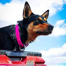 More Concentration Than A Bottle Of Orange Juice Focused Totalfocus Focus Intelligence Intelligent Kelpie K Australian Kelpie Working Dogs Cattle Dog