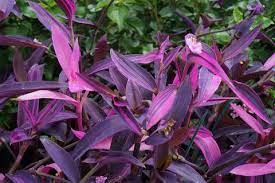 Tradescantia pallida is a species of spiderwort (a genus of new world plants) similar to t. Tradescantia Pallida Tricolor Setcreasea Pallida Variegata Setcreasea Purpurea Setcreasea Purpurea Variegata Plant Lust