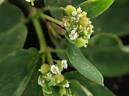 Image result for Euphorbia inaequilatera
