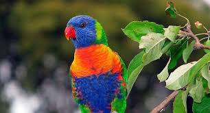 das motto vom vogelpark marlow ist tiere ganz nah erleben tatsachlich sind die meisten gehege auch von den be vogel als haustiere hubsche vogel schone vogel