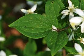 Image result for Clematis uhehensis