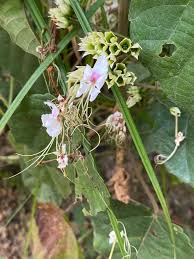 Image result for Clerodendrum umbellatum