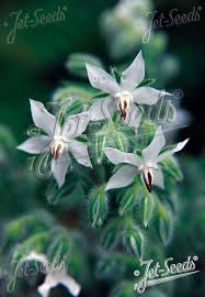 Image result for Borago officinalis