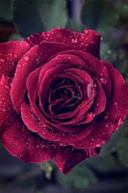 اجمل صور ورد احمر في العالم Beautiful Roses Trendy Flowers Flowers