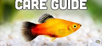 Male Vs Female Platy - Aquatic Eden