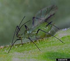 Unlike insects they have eight legs and lack both wings and antennae. Control Of Common Pests Of Landscape Plants Uga Cooperative Extension