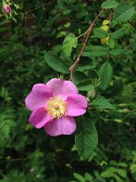 Image result for Rosa sp.