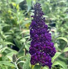 Image result for buddleia davidii