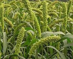 Millet Green Millet Flowers And Fillers Flowers By Category Sierra Flower Finder Types Of Flowers Millet Millet Plant