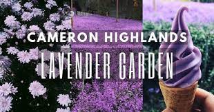 Cameron highlands vacation rentals cameron highlands vacation packages flights to cameron highlands cameron highlands restaurants things to do in cameron highlands cameron. Lavender Garden Must See Lavender Farm In Cameron Highlands 2021