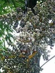 Maybe you would like to learn more about one of these? Trachycarpus Fortunei Wikipedia