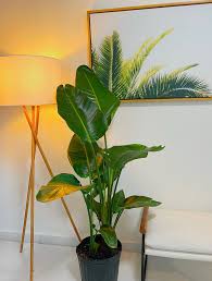 Image result for Strelitzia