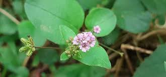 Image result for Boerhavia diffusa