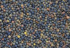 Image result for Lens culinaris