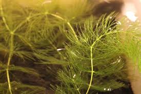 丈夫で安い水草マツモの育て方 増やし方 溶ける対策などすべて教えます トロピカ