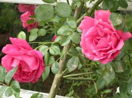 American Beauty - Rogue Valley Roses