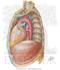The mediastinum is a space in the thorax that contains a group of organs, vessels, nerves, lymphatics and their surrounding connective tissue. Mediastinum