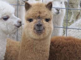 Baby Alpacas Are The Cutest Animal In The World Https Ift Tt 2vz8nc2 Cute Alpaca Cute Animals Cute Llama