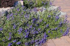 Image result for Caryopteris odorata