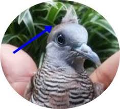 Ciri perkutut buntel mayit di setiap bagian sayap ada bulu berwarna putih.mitos yang berkembang jika perkutut ini. 11 Katuranggan Perkutut Pembawa Sial Bagi Sang Pemilik Trikburung Com 2021 Trikburung Com 2021