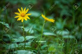It's found commonly in idaho, but very rarely in neighboring states. Yellow Flowers Of The Rocky Mountains In Canada Stock Photo Picture And Royalty Free Image Image 140102021