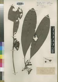 Image result for Synsepalum passargei