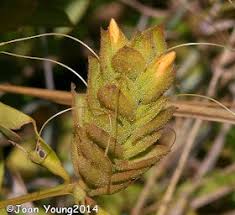 Image result for Barleria crossandriformis