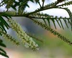 Image result for Acacia polyacantha