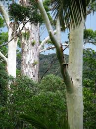 Image result for Eucalyptus grandis