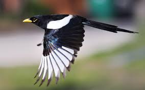 Black And White Birds In California Yellow Billed Magpie Birds Magpie Common Birds