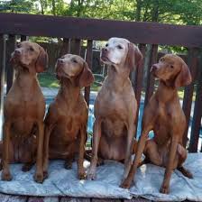 We make every effort to match each owner or family with the puppy that best suits him or her. Vizsla Breeder Registry Vizsla Breeders New York Usa Vizslas Vizsla Puppies Vizsla Breeder Registry Jayney S Creative Works Jcw