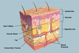 Psoriasis, shown here, is a chronic skin condition that usually affects the scalp, knees and elbows. The Skin Human Anatomy Picture Definition Function And Skin Conditions